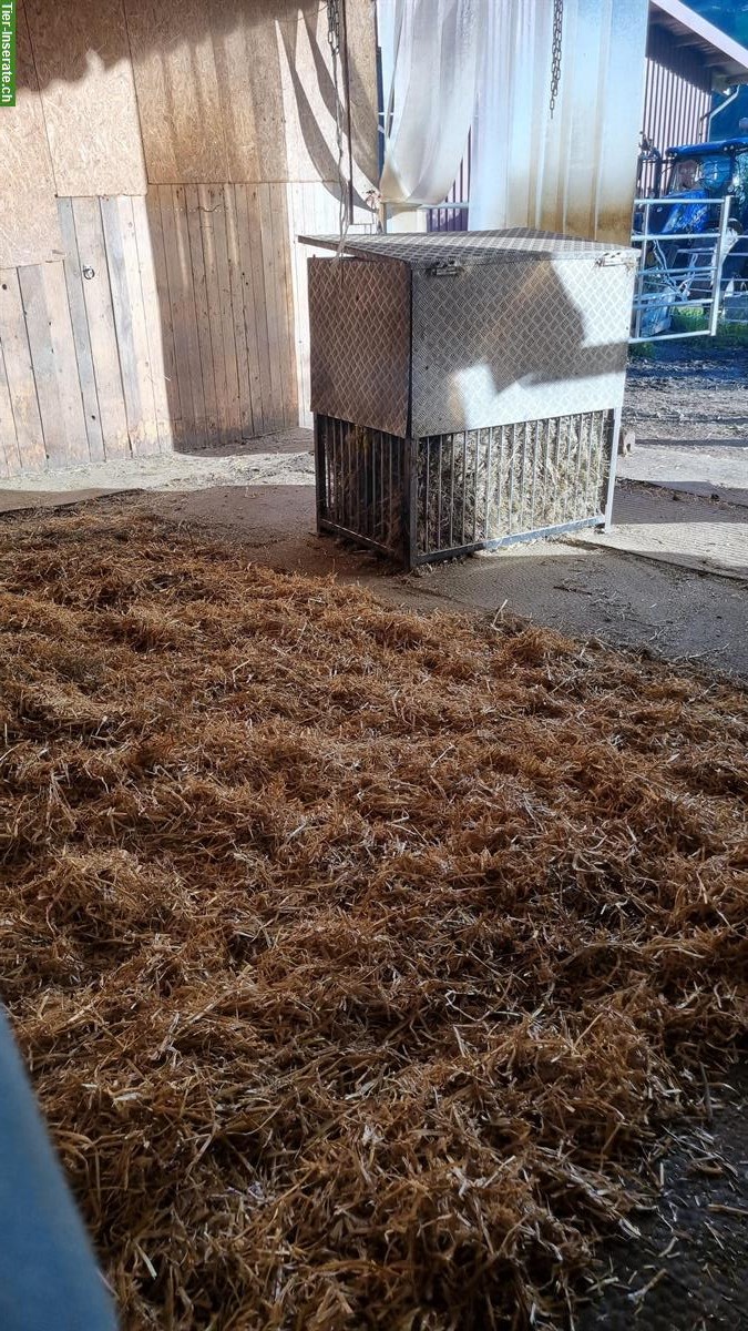 Bild 4: Biete Platz im kleinen Offenstall in Flums SG