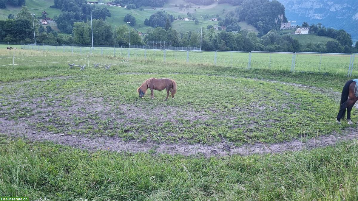 Bild 5: Biete Platz im kleinen Offenstall in Flums SG