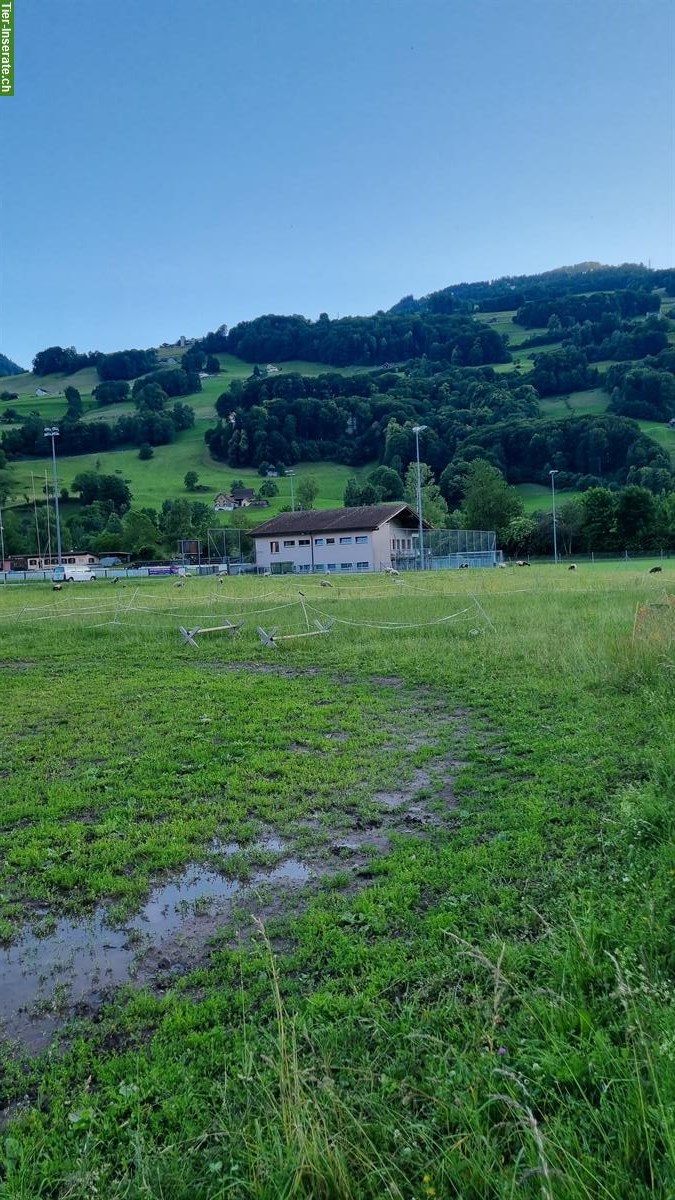 Bild 6: Biete Platz im kleinen Offenstall in Flums SG