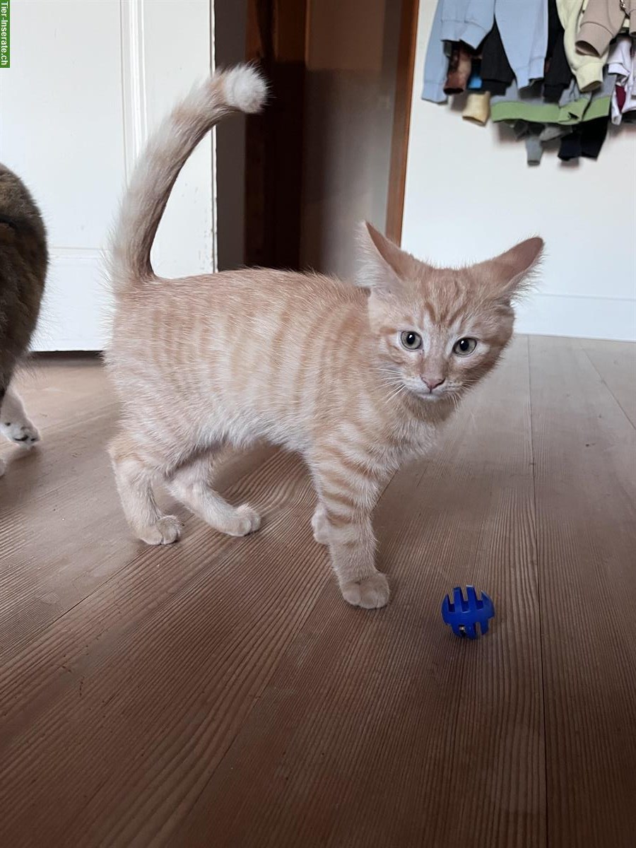 Bild 2: Sibirischen Waldkatzen Mischlinge suchen ein Zuhause