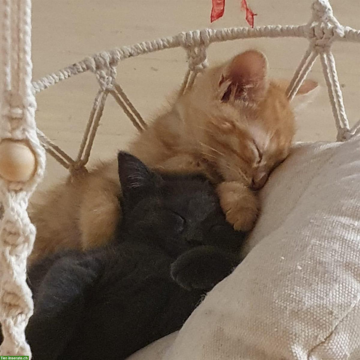 Bild 5: Sibirischen Waldkatzen Mischlinge suchen ein Zuhause