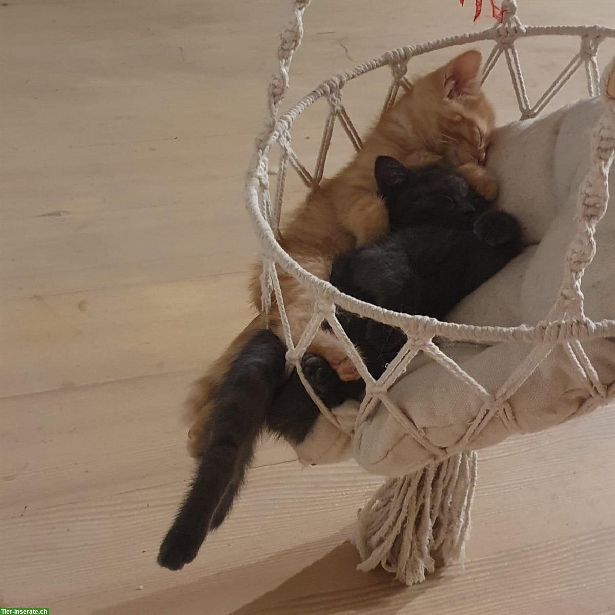 Bild 6: Sibirischen Waldkatzen Mischlinge suchen ein Zuhause