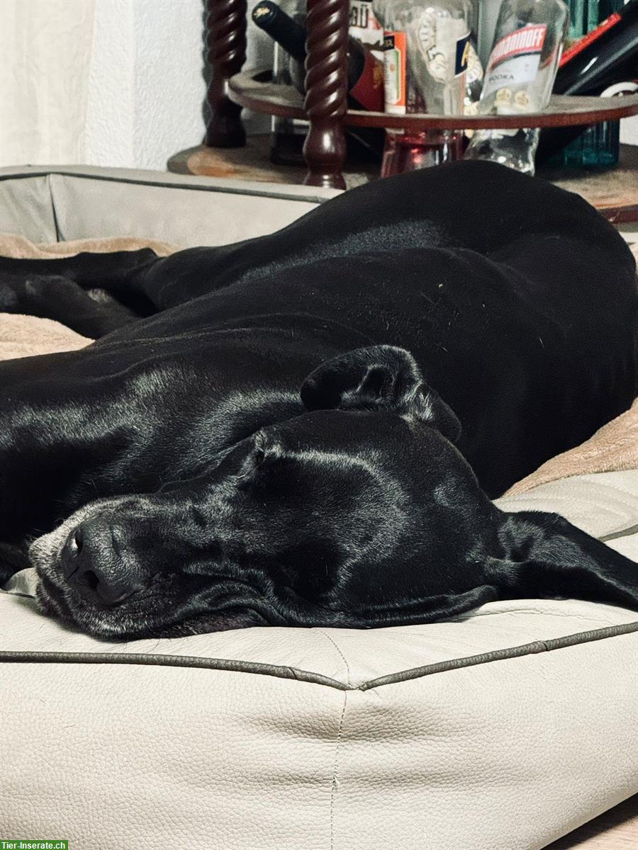 Bild 2: 5-jähriger Deutsche Doggen Rüde - nur mit Schutzvertrag abzugeben