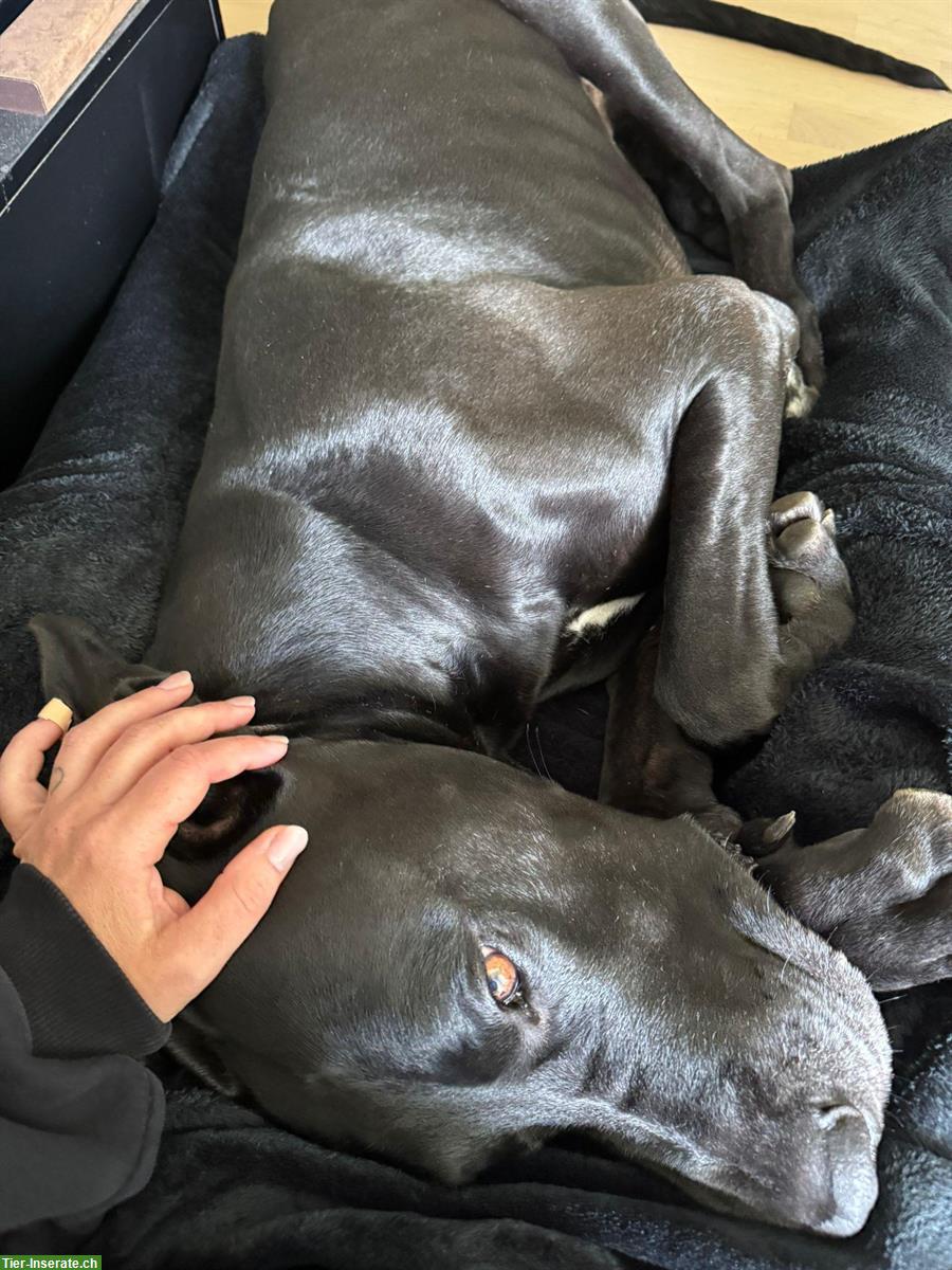 Bild 3: 5-jähriger Deutsche Doggen Rüde - nur mit Schutzvertrag abzugeben
