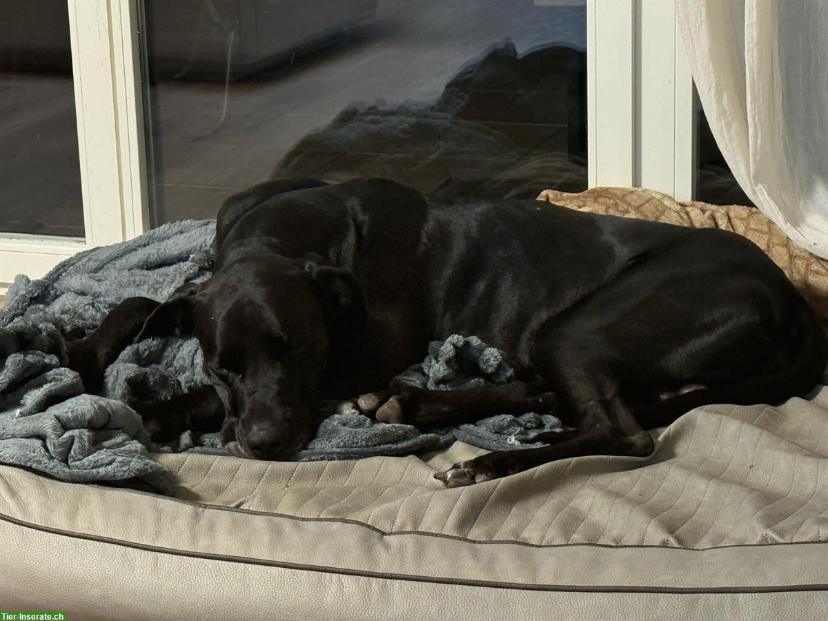 Bild 4: 5-jähriger Deutsche Doggen Rüde - nur mit Schutzvertrag abzugeben