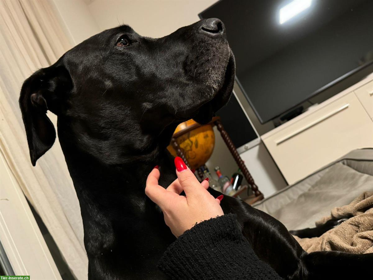 Bild 5: 5-jähriger Deutsche Doggen Rüde - nur mit Schutzvertrag abzugeben
