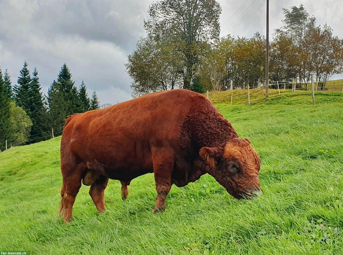 Schöner Dexter Stier zu verkaufen