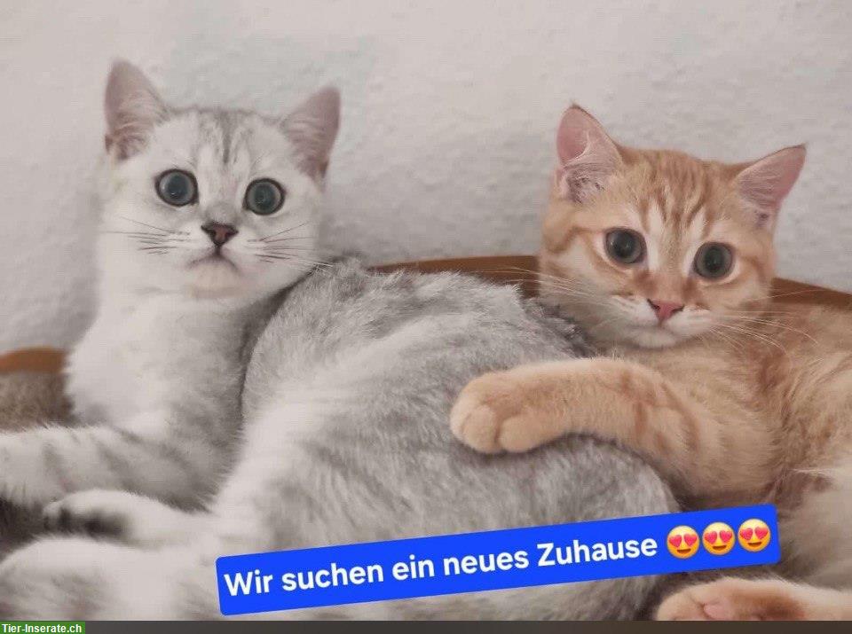 Bild 10: Britische Kurzhaar Kätzchen, BKH suchen ein Zuhause