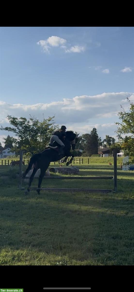 Reitstunden und mehr! Kradolf im Thurgau
