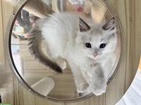 Ragdoll Katze – nur noch 1 männliches Kätzchen verfügbar