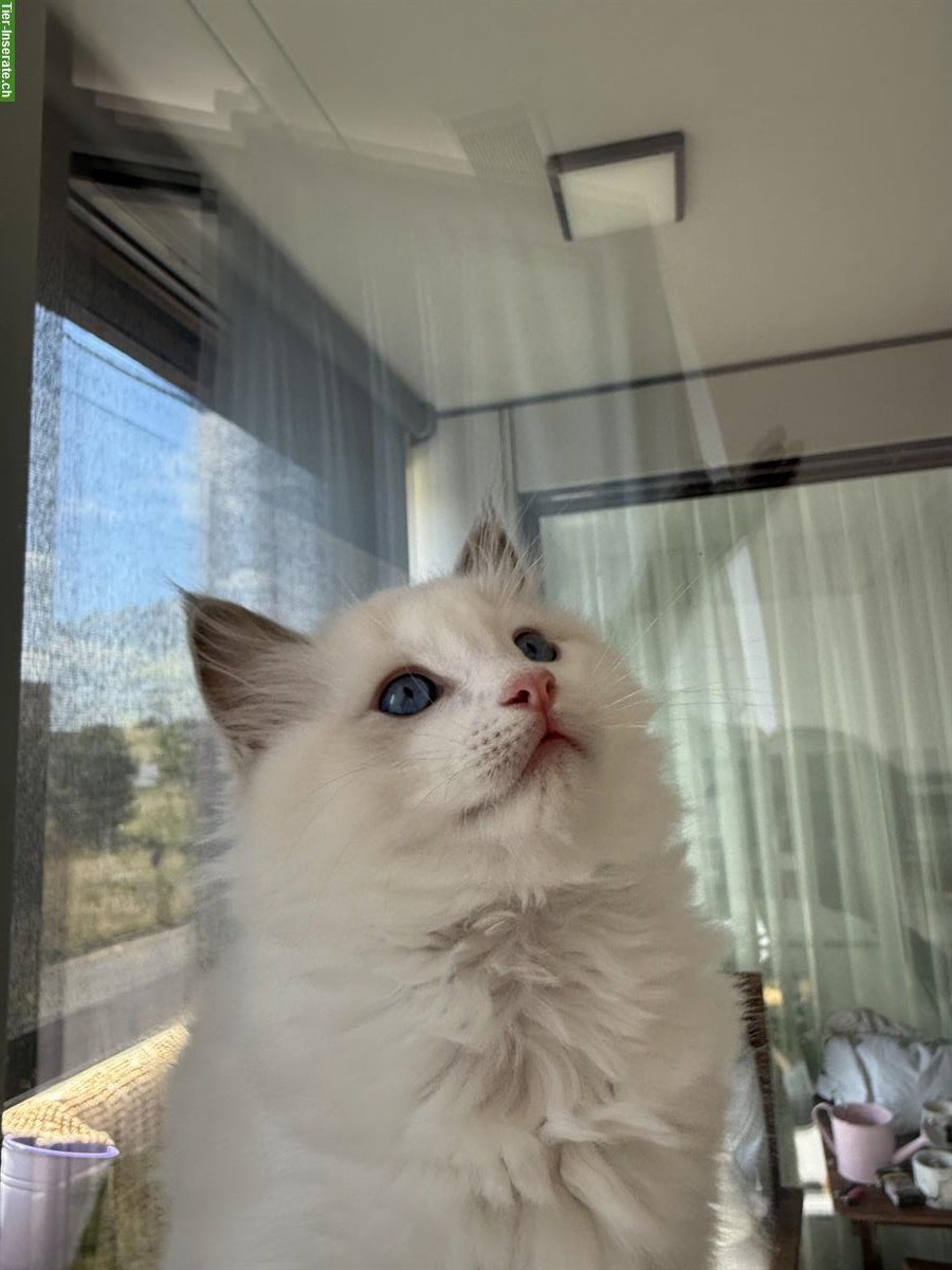 Bild 3: Ragdoll Katze – nur noch 1 männliches Kätzchen verfügbar