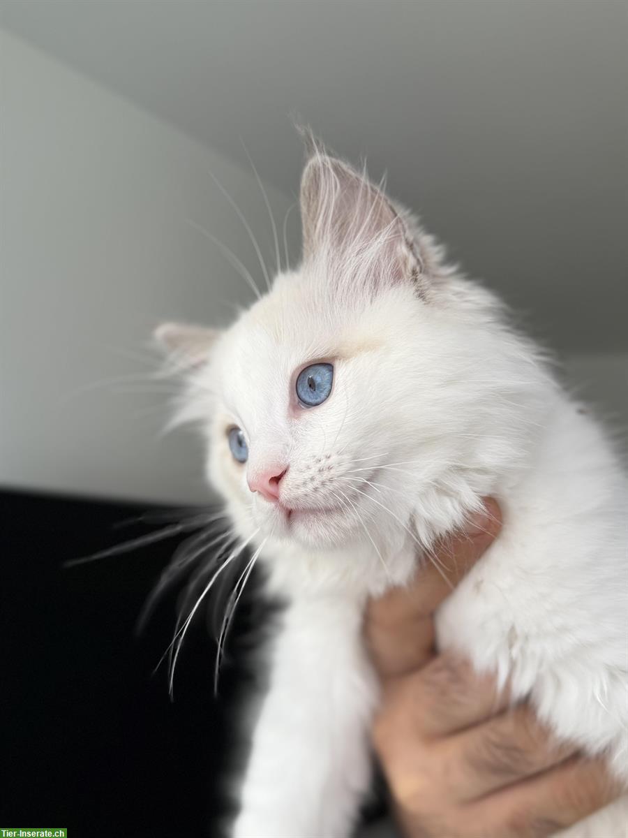 Bild 4: Ragdoll Katze – nur noch 1 männliches Kätzchen verfügbar