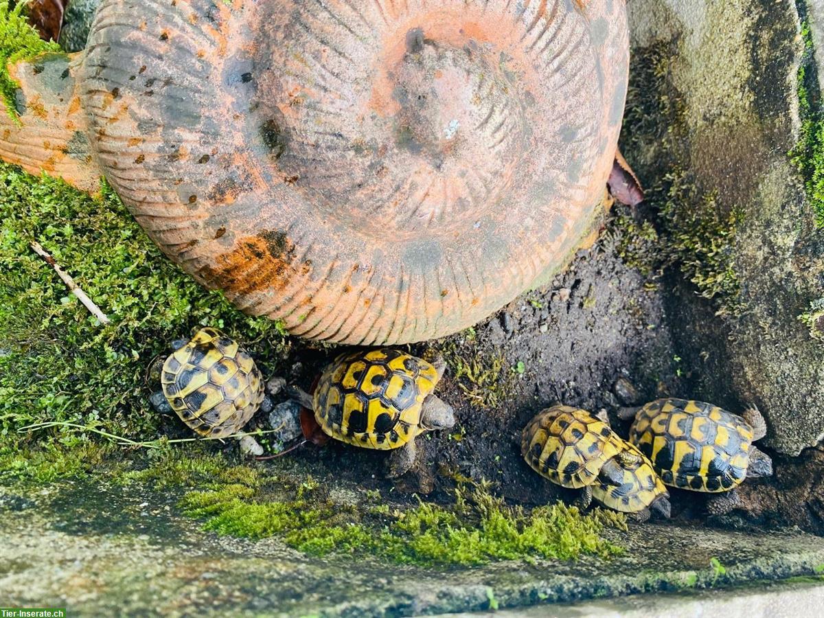 Bild 2: Baby Schildkröten im Alter von 1-4 Jahren zu verkaufen