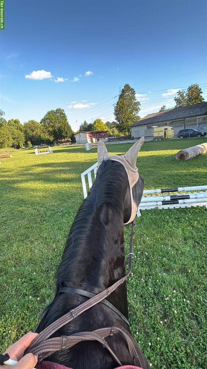 Tolles Angebot🐴 Reitbeteiligung mit Stallhilfe, Kradolf TG