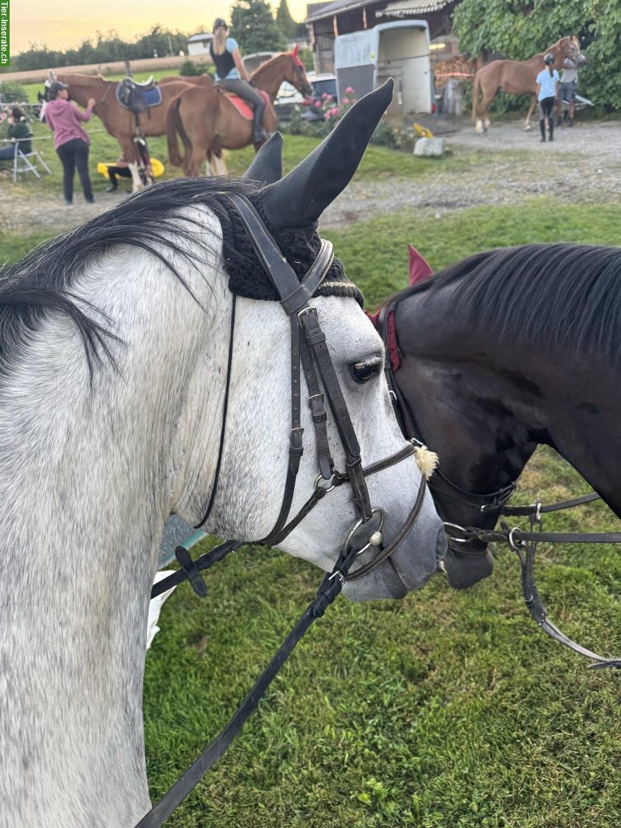 Bild 2: Tolles Angebot🐴 Reitbeteiligung mit Stallhilfe, Kradolf TG