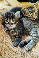 Tiger Katzenbabys suchen Zuhause und ihre wunderbaren Menschen
