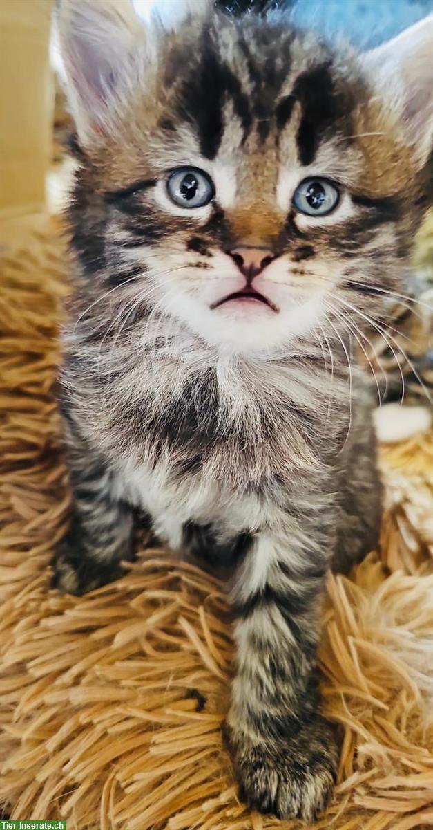 Bild 2: Tiger Katzenbabys suchen Zuhause und ihre wunderbaren Menschen