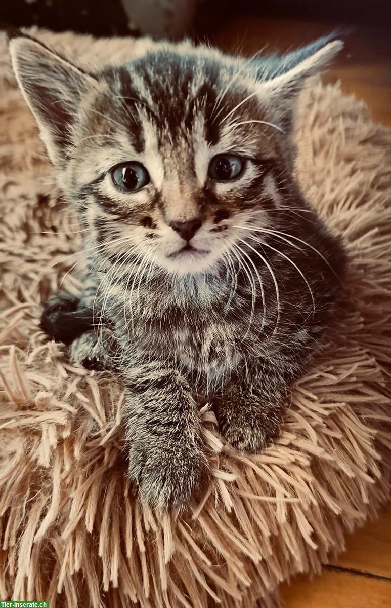Bild 3: Tiger Katzenbabys suchen Zuhause und ihre wunderbaren Menschen