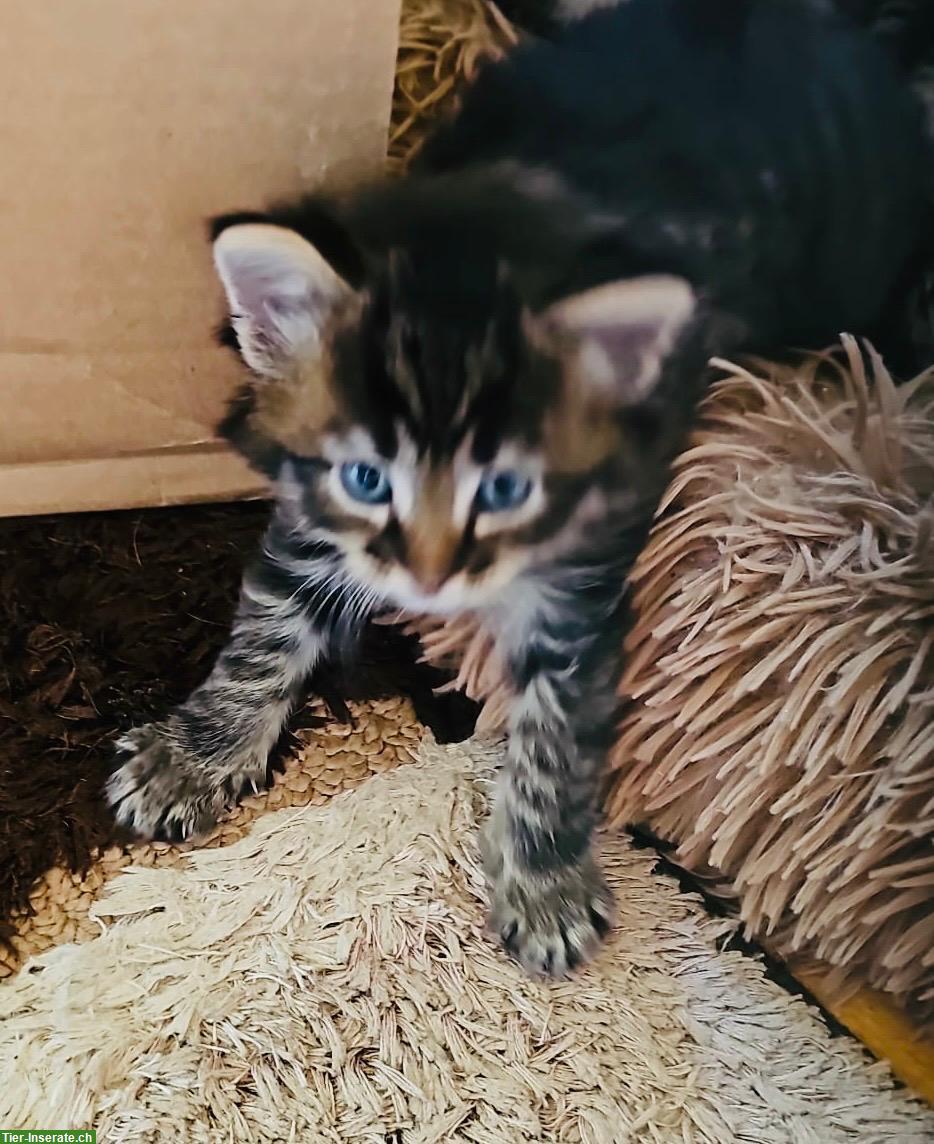 Bild 4: Tiger Katzenbabys suchen Zuhause und ihre wunderbaren Menschen