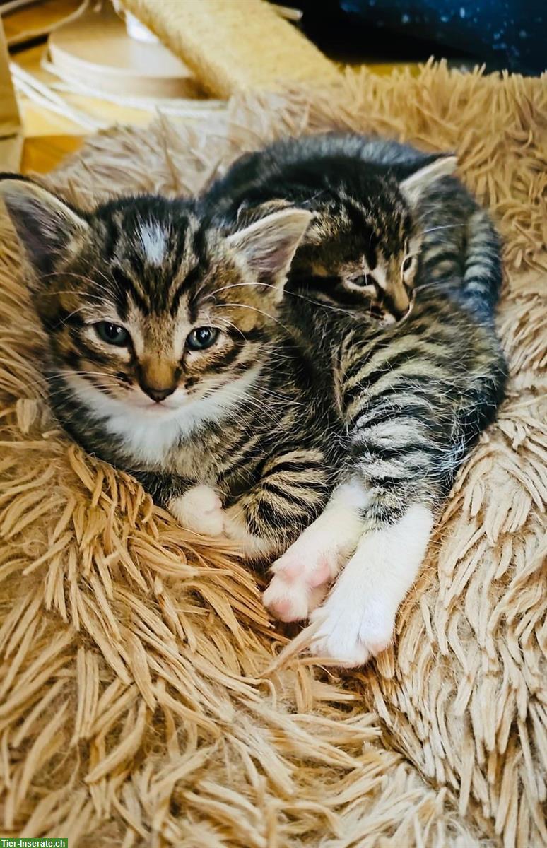 Bild 5: Tiger Katzenbabys suchen Zuhause und ihre wunderbaren Menschen