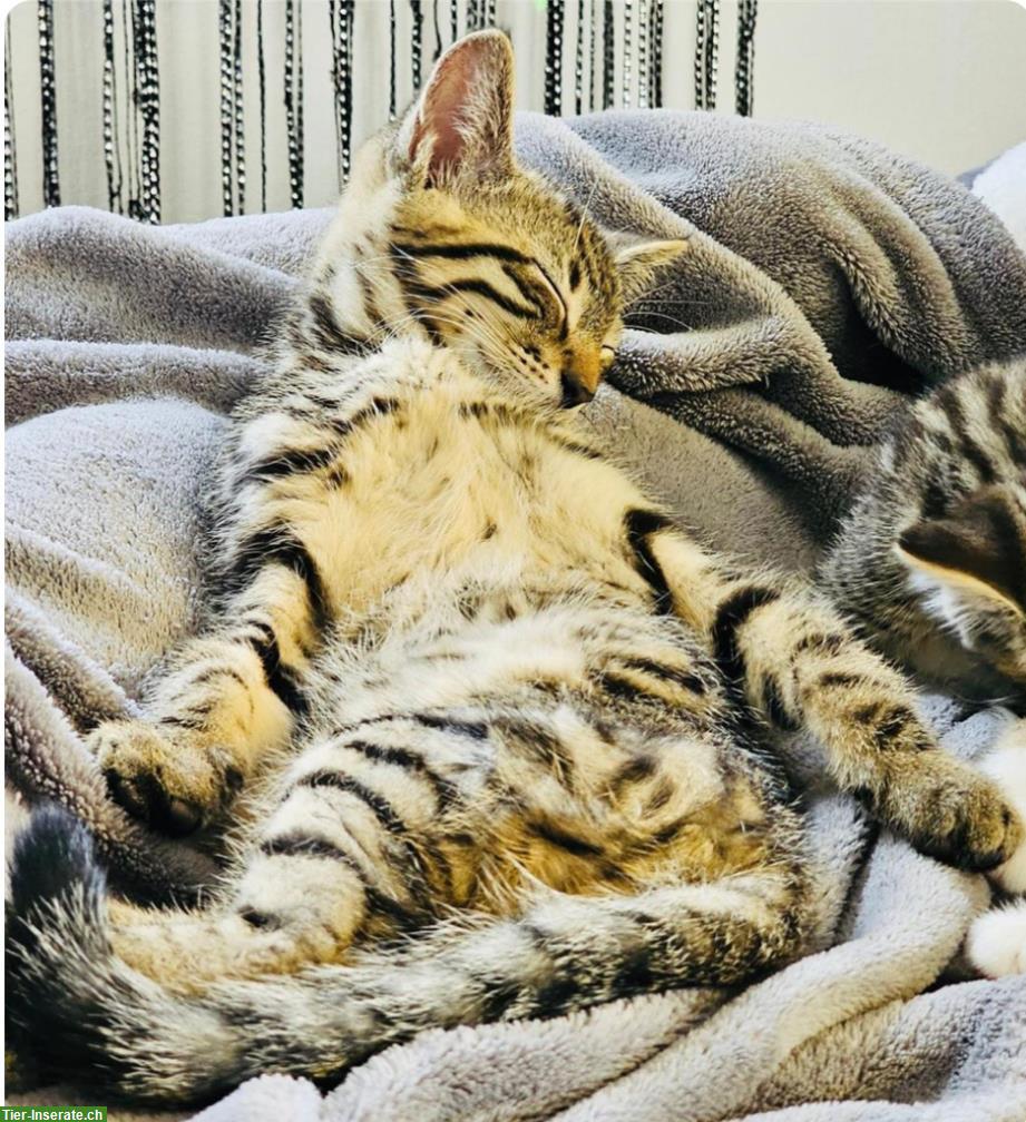 Bild 6: Tiger Katzenbabys suchen Zuhause und ihre wunderbaren Menschen