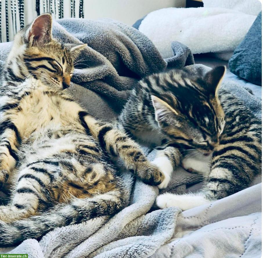 Bild 7: Tiger Katzenbabys suchen Zuhause und ihre wunderbaren Menschen