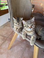Britisch Kurzhaar Kitten Tabby & Golden, männlich & weiblich