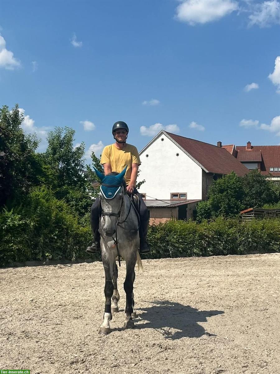 Bild 3: Suche Job mit Pferden