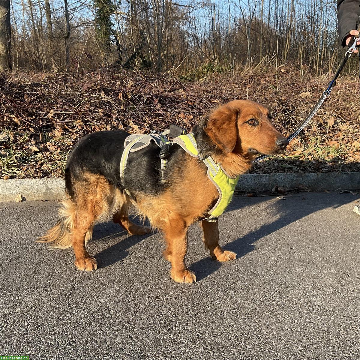 Bild 2: Bora, eine tolle Hündin, braucht Hundeerfahrung