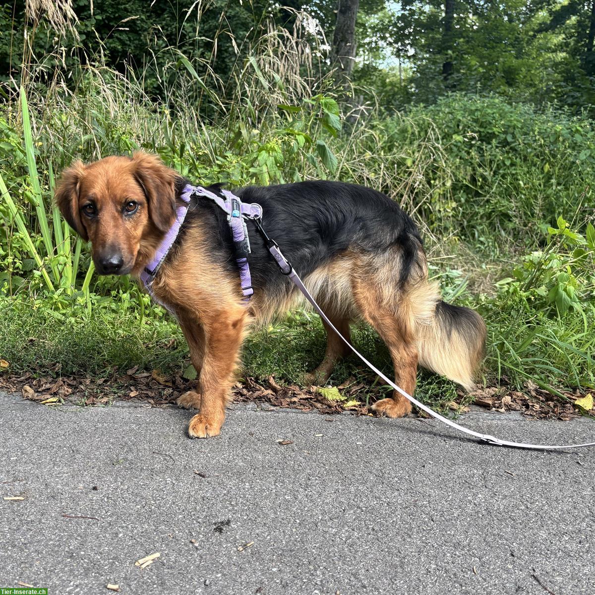 Bild 8: Bora, eine tolle Hündin, braucht Hundeerfahrung