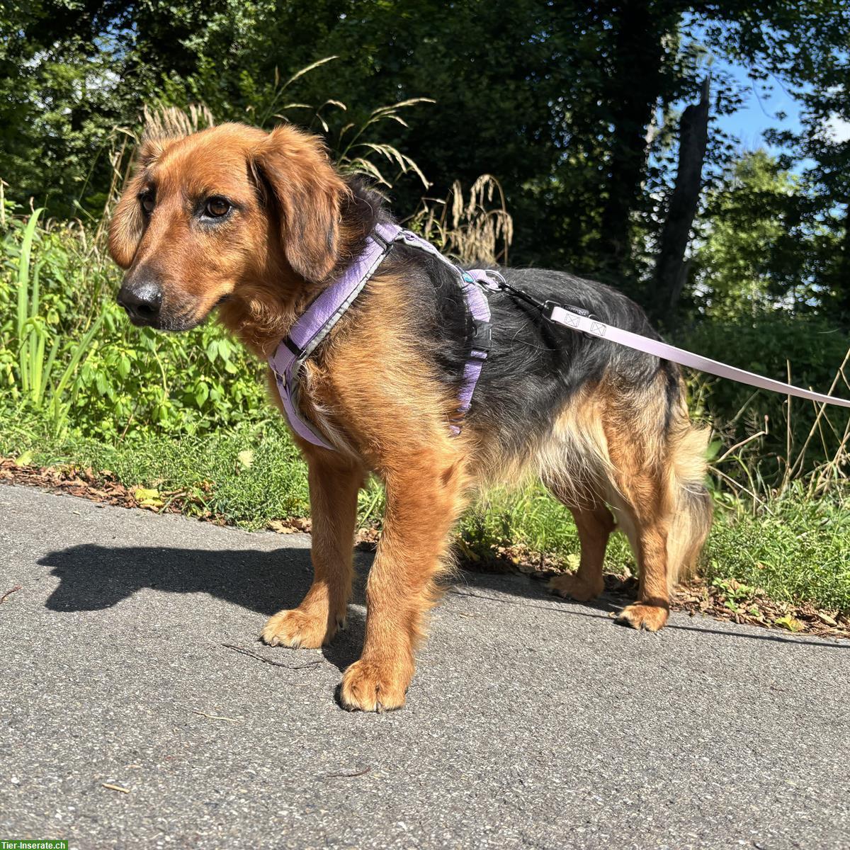 Bild 9: Bora, eine tolle Hündin, braucht Hundeerfahrung