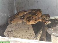 Boa constrictor gratis an guten Platz abzugeben