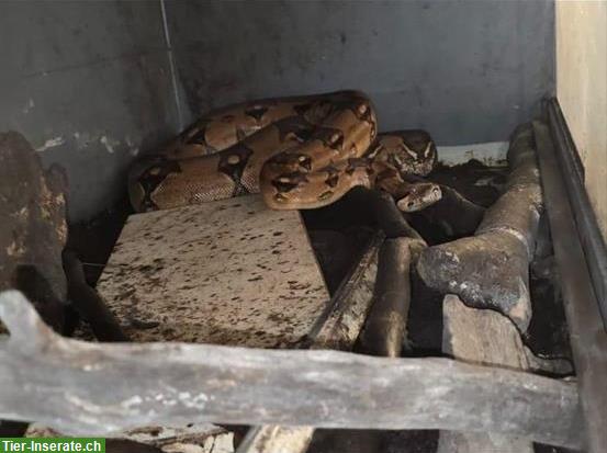 Bild 2: Boa constrictor gratis an guten Platz abzugeben