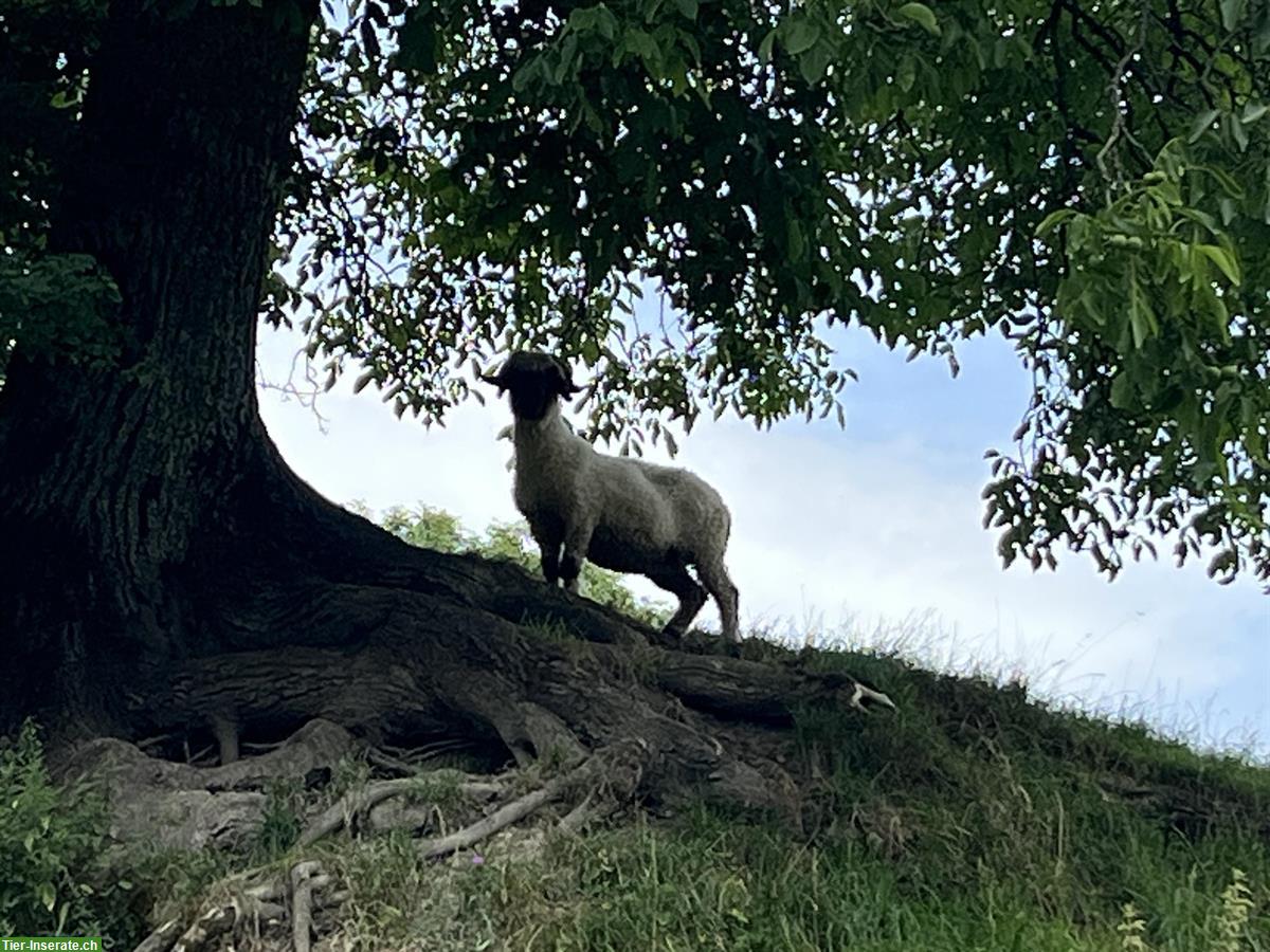 Walliser Schwarznasenschaf Aue