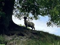 Walliser Schwarznasenschaf Aue