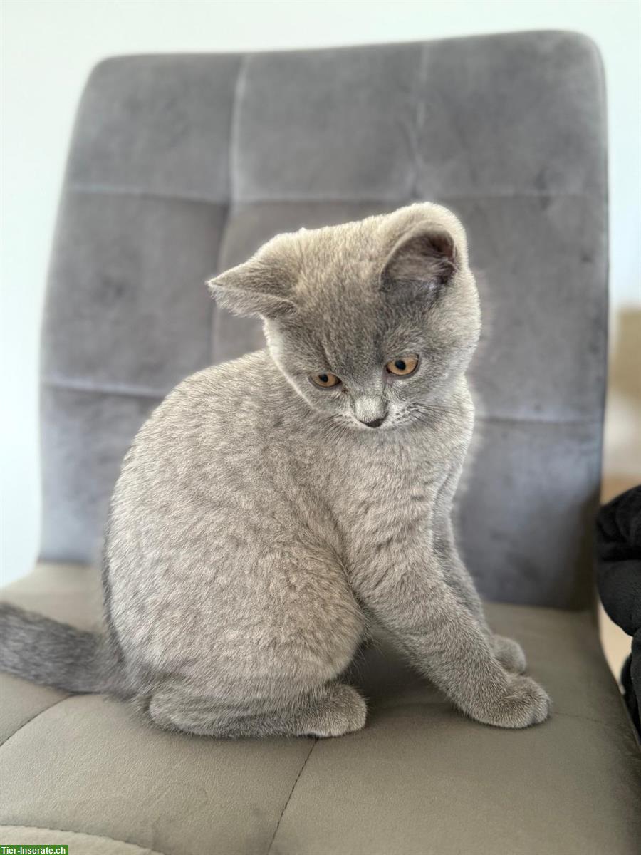 BKH Kitten, Kater in blue sucht ein Zuhause