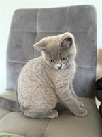 BKH Kitten, Kater in blue sucht ein Zuhause