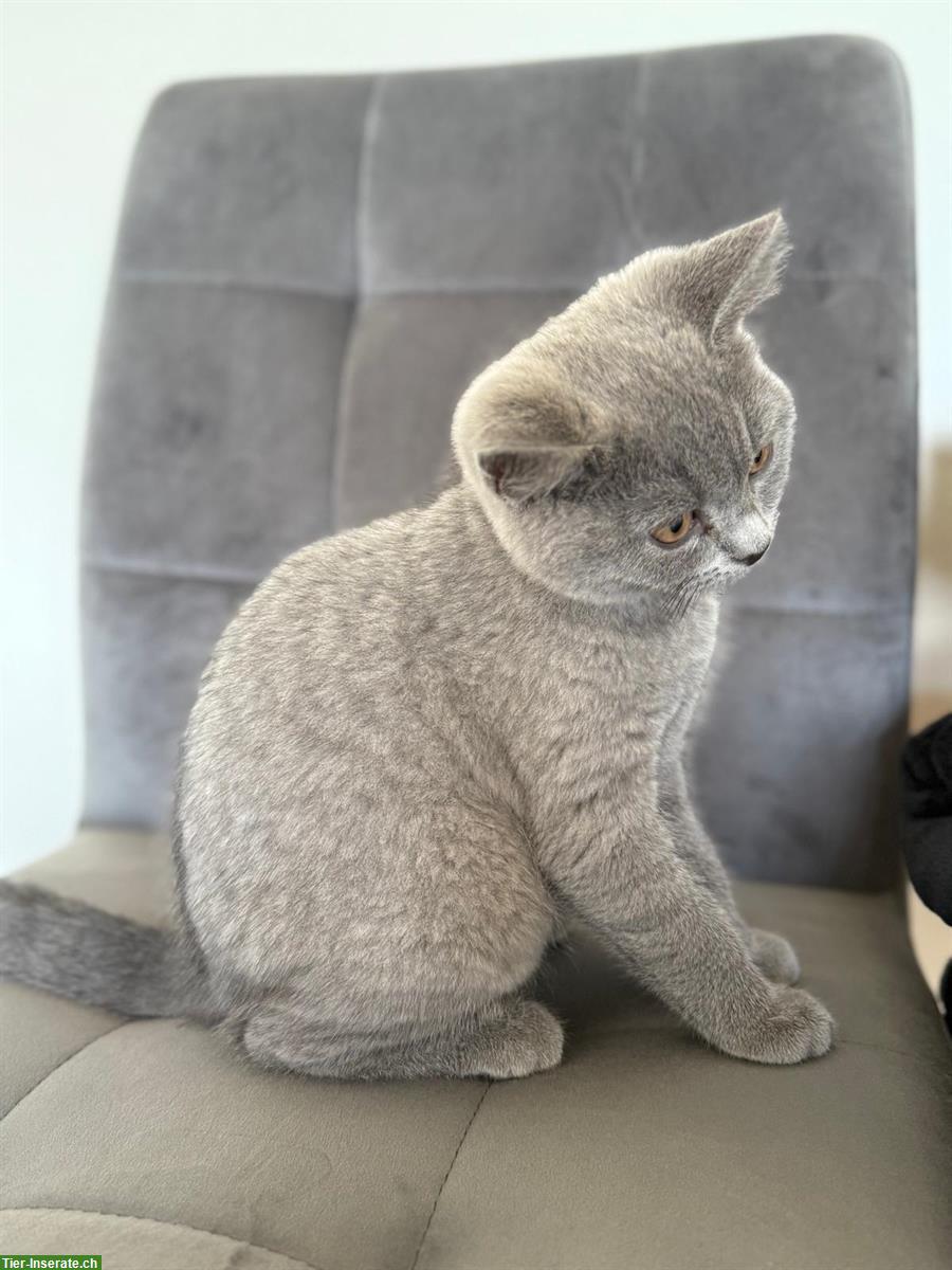 Bild 2: BKH Kitten, Kater in blue sucht ein Zuhause