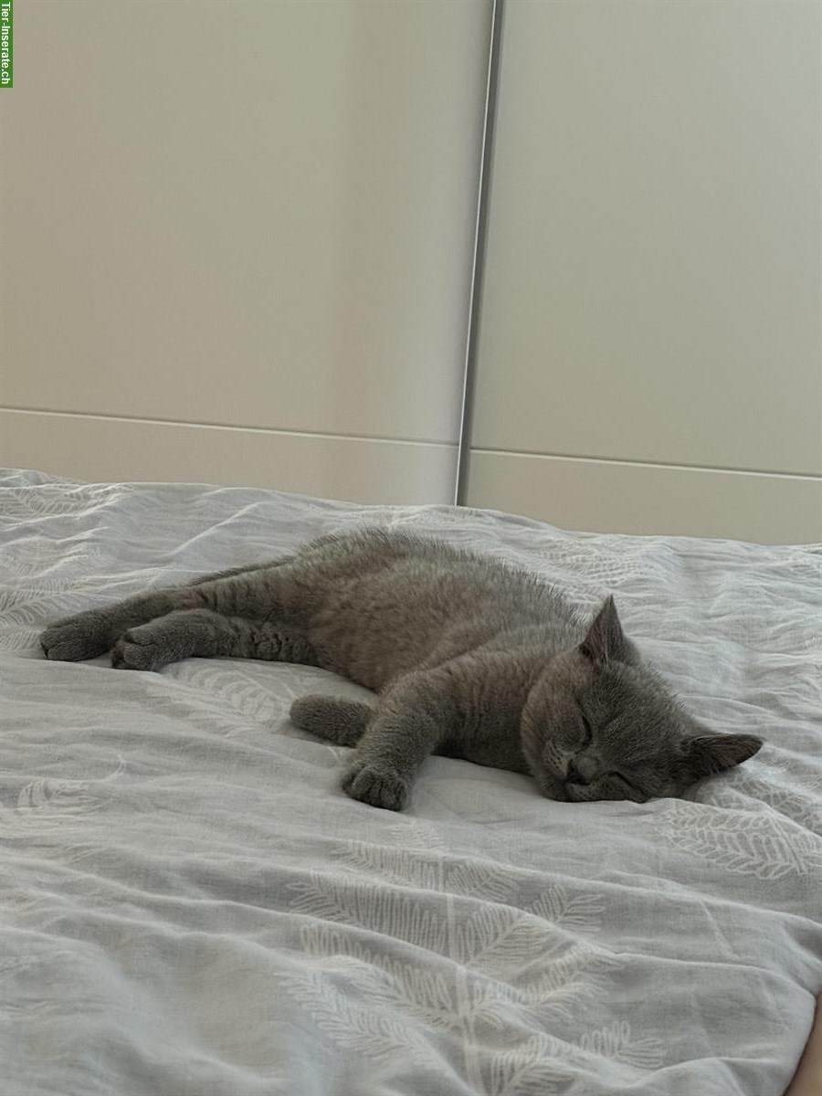 Bild 3: BKH Kitten, Kater in blue sucht ein Zuhause