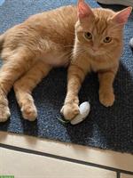 Weibliche Katze ca. 2 Jahre alt vom Tierschutz