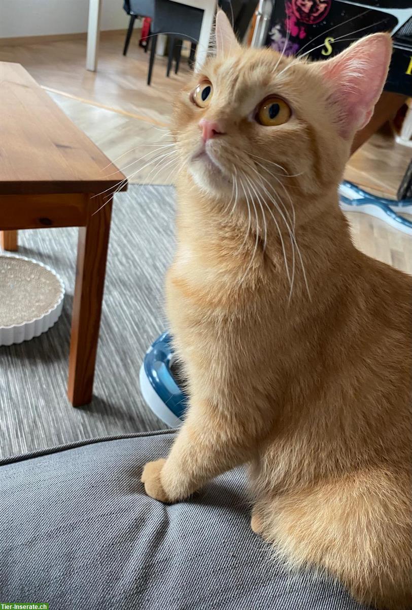 Bild 2: Weibliche Katze ca. 2 Jahre alt vom Tierschutz