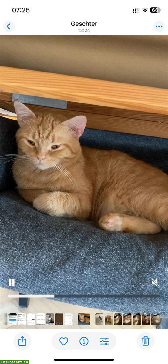 Bild 3: Weibliche Katze ca. 2 Jahre alt vom Tierschutz