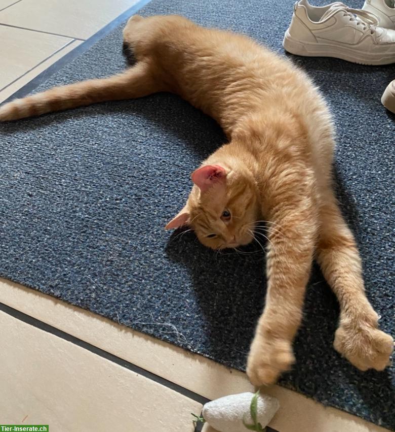 Bild 4: Weibliche Katze ca. 2 Jahre alt vom Tierschutz