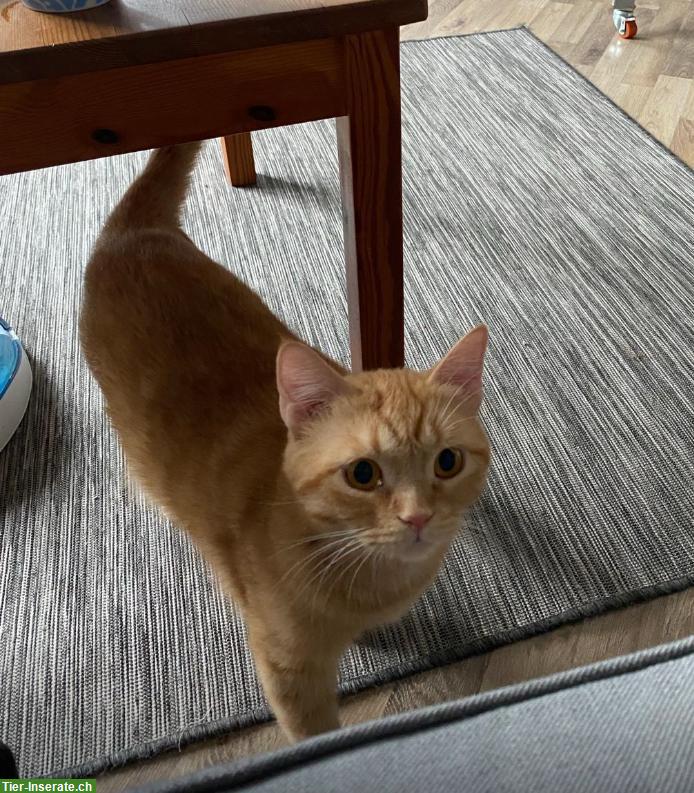 Bild 5: Weibliche Katze ca. 2 Jahre alt vom Tierschutz