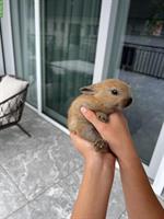 Junge Zwergkaninchen Babys zu verkaufen