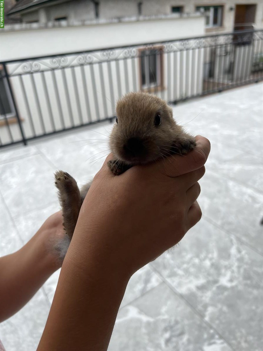 Bild 2: Junge Zwergkaninchen Babys zu verkaufen
