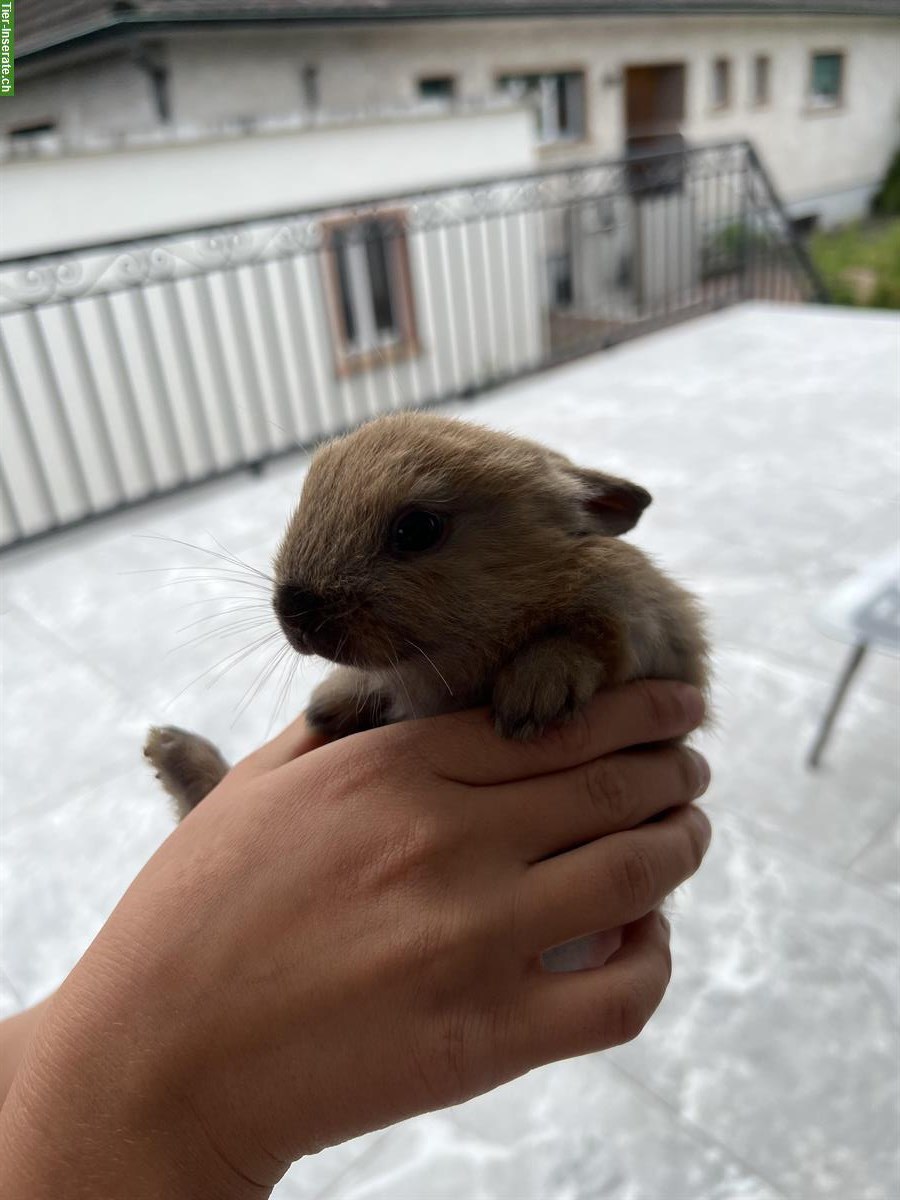 Bild 3: Junge Zwergkaninchen Babys zu verkaufen