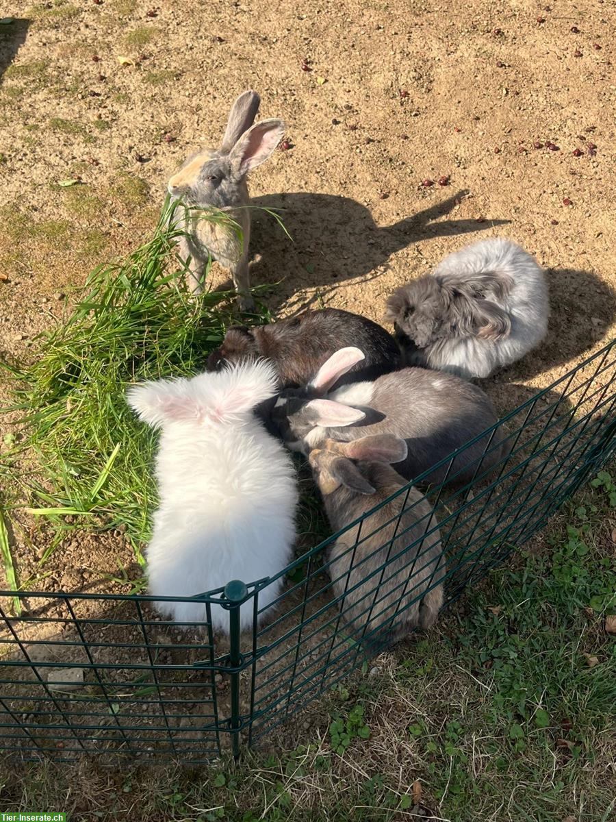 Angora Kaninchen Kastrat abzugeben