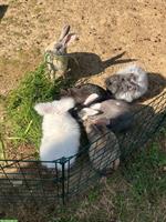 Angora Kaninchen Kastrat abzugeben