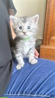 Süsse Maine Coon Mix Kitten